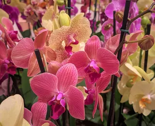 Feira de Orquídeas