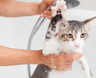 Gatos precisam de banho? Veterinária dá dicas de higienização