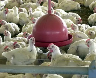 Gripe aviária: governador decreta estado de emergência em saúde animal