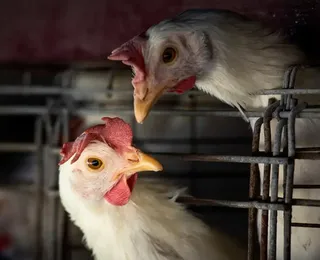 Gripe aviária: governo emite pedido para que países não penalizem Brasil - Imagem