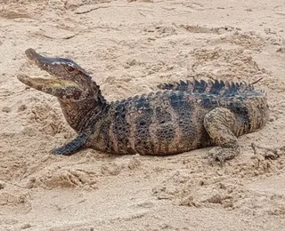 Jacaré é resgatado por polícia ambiental em praia de Salvador