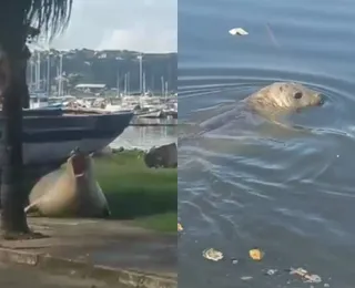 Leão-marinho é visto nadando em Salvador; veja vídeo