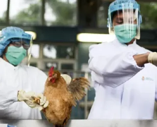Ministério diz que ovos com foco de gripe aviária estão em 3 estados
