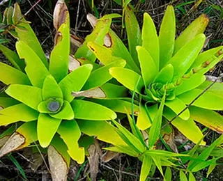 Nova espécie de bromélia já em extinção é descoberta na Bahia