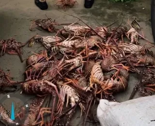 PM apreende 450 kg de lagosta em operação no interior da Bahia