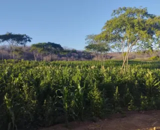 Preso ex-prefeito suspeito de financiar plantação de maconha