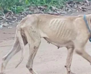 Projeto visa suspender CNH de quem abandonar animal e ajuda a coibir ação
