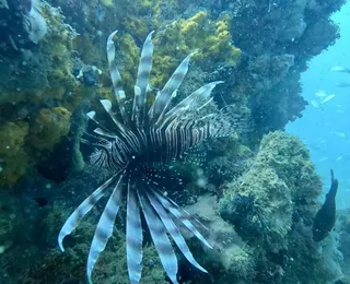 Terror aquático, Peixe-leão é capturado na Baía de Todos-os-Santos
