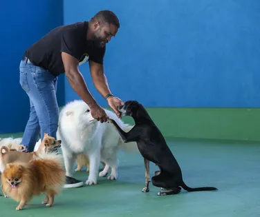 Cães atores da Bahia brilham em filmes e comerciais de TV - Imagem