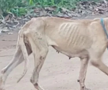 Projeto visa suspender CNH de quem abandonar animal e ajuda a coibir ação - Imagem