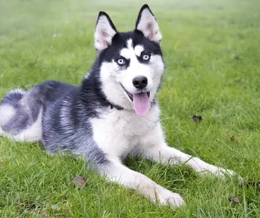 Raças de inverno no Brasil? Como cuidar dos pets em climas quentes - Imagem