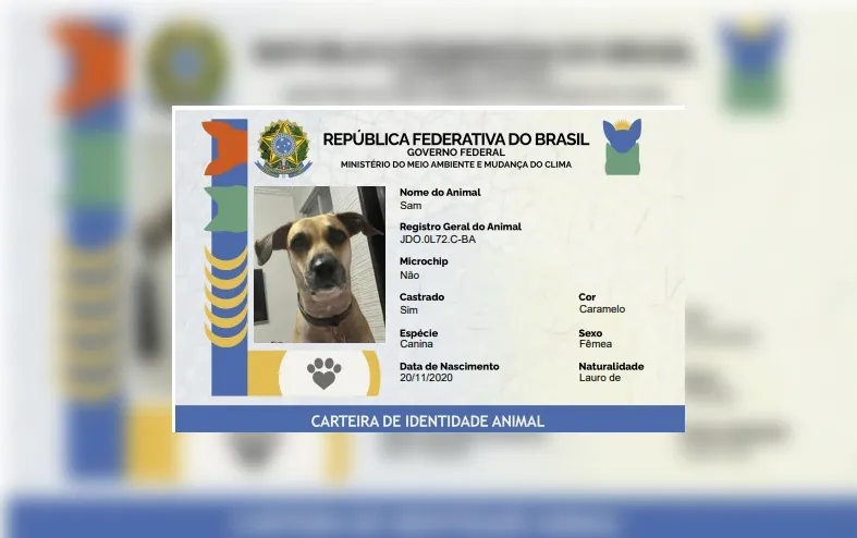 Sinpatinhas abre caminho para combate ao abandono - Imagem