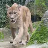 Com foco em animais locais, Zoológico da Bahia reabre após reforma - Imagem