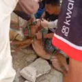 Cães invadem fazenda e mais de 35 animais são mortos na Bahia imagem