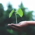 Dia Mundial do Meio Ambiente: oficinas, rodas de conversa e painéis imagem
