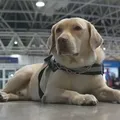Embarque de Teddy mostra papel de cães de assistência imagem