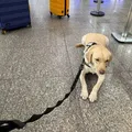 Empresa aérea recusa embarque de cão para acompanhar criança autista imagem