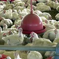 Gripe aviária: Câmara acelera votação para subsídio a produtor rural imagem