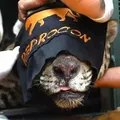 Onça que atacou caseiro nunca mais voltará para a natureza imagem
