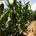 Preço do milho cai e pode baratear alimentos na Bahia imagem