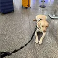 Voo da TAP é cancelado após recusa de embarque de cão de serviço imagem