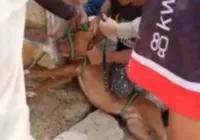 Cães invadem fazenda e mais de 35 animais são mortos na Bahia