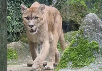 Com foco em animais locais, Zoológico da Bahia reabre após reforma imagem