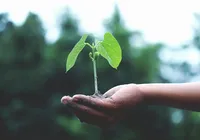 Dia Mundial do Meio Ambiente: oficinas, rodas de conversa e painéis imagem