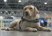 Embarque de Teddy mostra papel de cães de assistência imagem