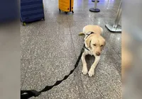 Empresa aérea recusa embarque de cão para acompanhar criança autista imagem
