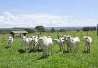 Febre de conquistas