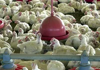 Gripe aviária: Câmara acelera votação para subsídio a produtor rural