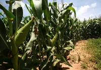 Preço do milho cai e pode baratear alimentos na Bahia