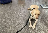 Voo da TAP é cancelado após recusa de embarque de cão de serviço imagem