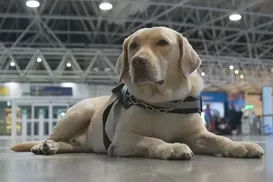 Embarque de Teddy mostra papel de cães de assistência - Imagem