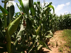Preço do milho cai e pode baratear alimentos na Bahia - Imagem