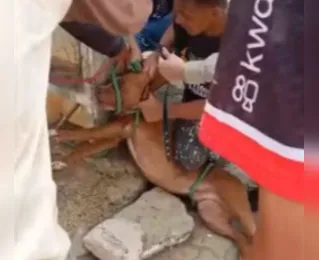 Cães invadem fazenda e mais de 35 animais são mortos na Bahia