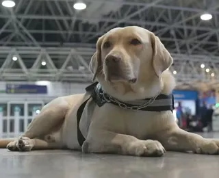 Embarque de Teddy mostra papel de cães de assistência