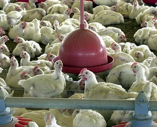 Gripe aviária: Câmara acelera votação para subsídio a produtor rural