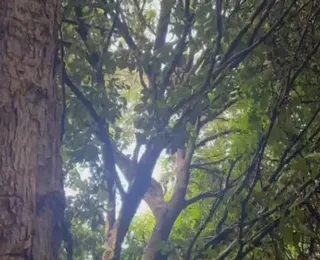 Pastor Isidório relata resgate tenso de homem em árvore; veja vídeo