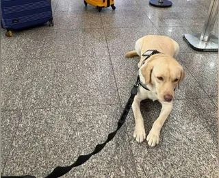 Voo da TAP é cancelado após recusa de embarque de cão de serviço