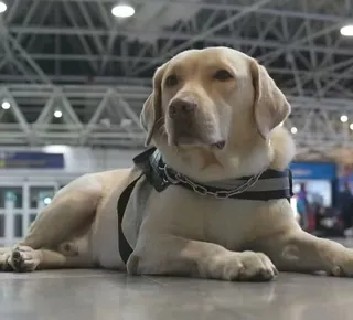 Embarque de Teddy mostra papel de cães de assistência - Imagem
