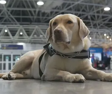 Embarque de Teddy mostra papel de cães de assistência - Imagem