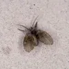 Como acabar com os mosquitinhos do banheiro e evitar que voltem - Imagem