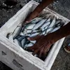 E o Dia do Pescador é o Dia da Mentira? É dupla mentira, gritam - Imagem