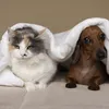 Meus pets podem pegar dengue ou isso é coisa de humano? - Imagem