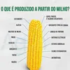 Milho: grão que sacia a humanidade há séculos e move o futuro da indústria - Imagem