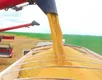 Bahia Farm Show inicia em meio a maior produção de soja em 30 anos - Imagem