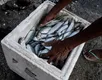 E o Dia do Pescador é o Dia da Mentira? É dupla mentira, gritam