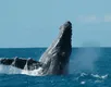 Falta de proteção ameaça biodiversidade no entorno de Abrolhos, aponta estudo